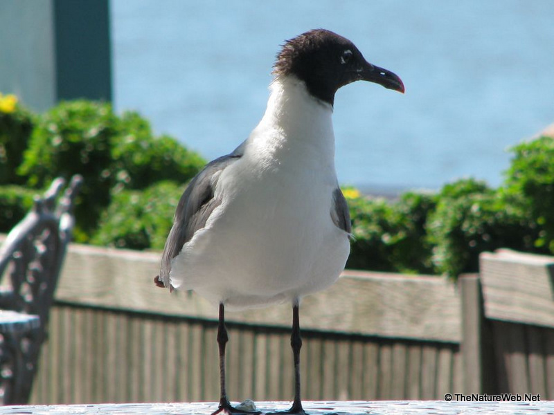 Laughing Gull